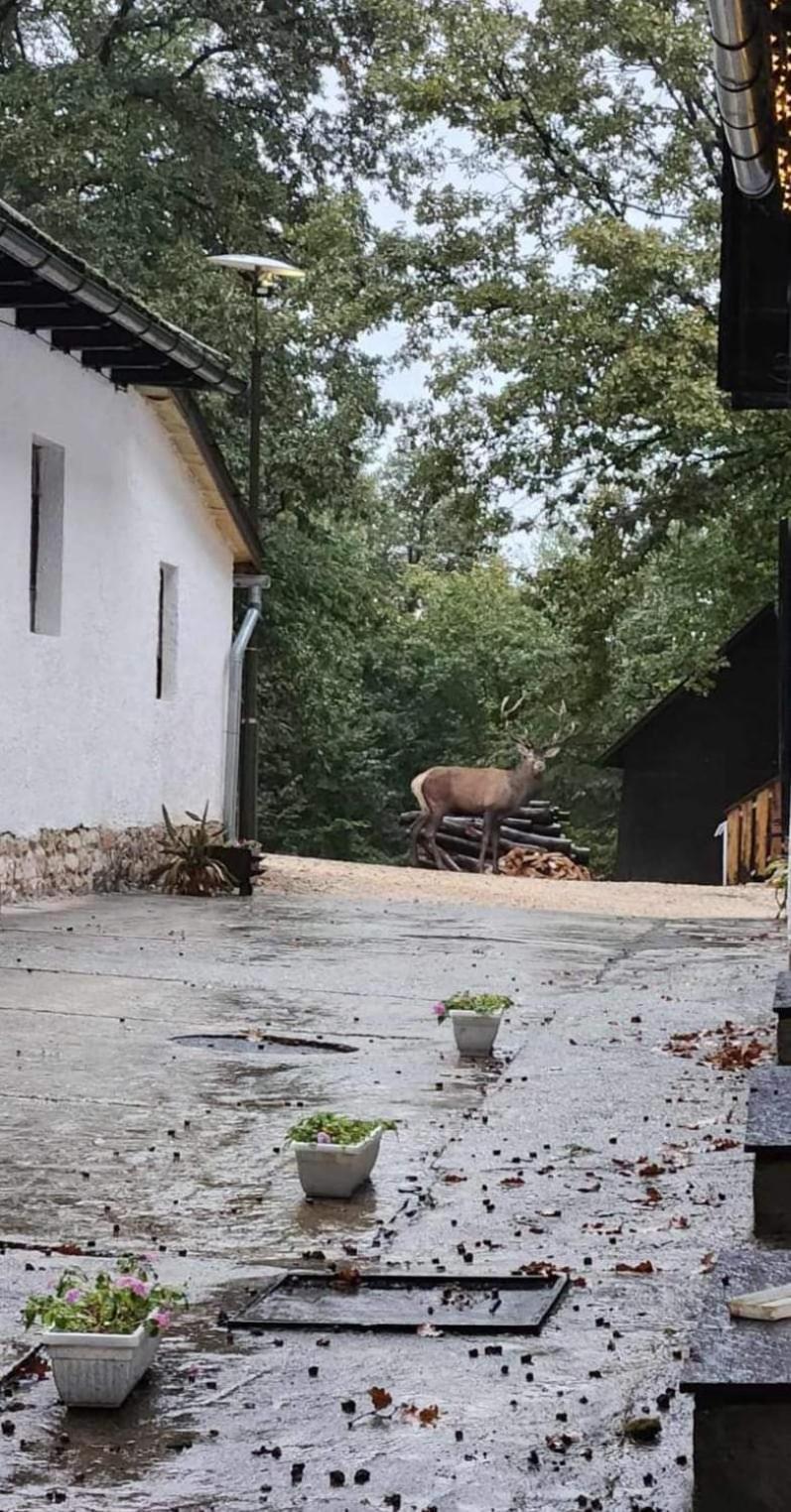Deja Vu Szallas & Rendezveny Зирц Экстерьер фото